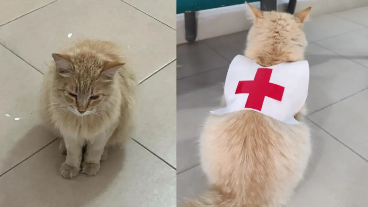 Cruz Roja de Matamoros tiene a una gatita voluntaria